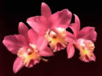 Voir le fond d'cran fleurs_wallxtrem.com_202.jpg